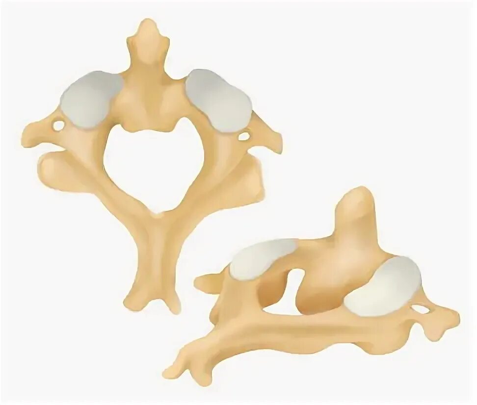 Dens axis