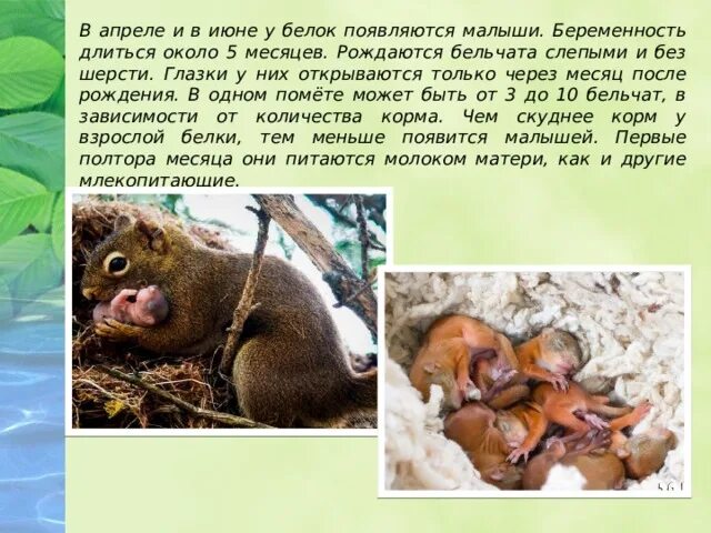 Сколько беременность у белки. Сколько беременность у белки