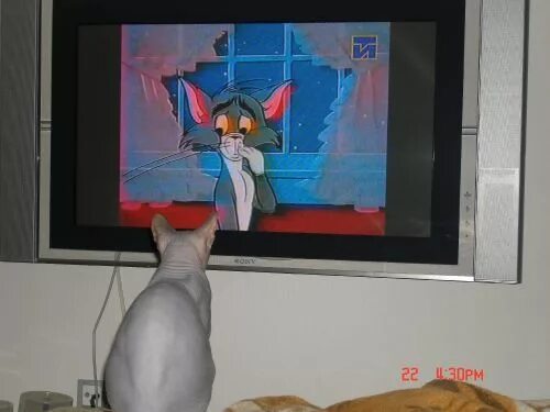 Включи на телевизоре животных. Кот из телевизора. Экран телевизора прикольная. Кот сломал телевизор. Кот разбил телевизор.