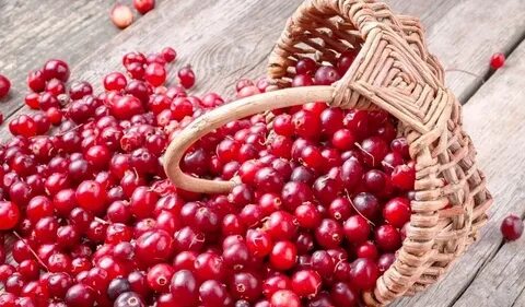 Какие ягоды лечебные