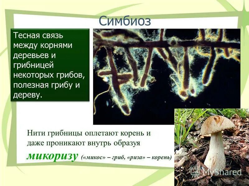 Микориза с грибами-симбионтами. Симбиоз гриба. Грибы симбионты названия.