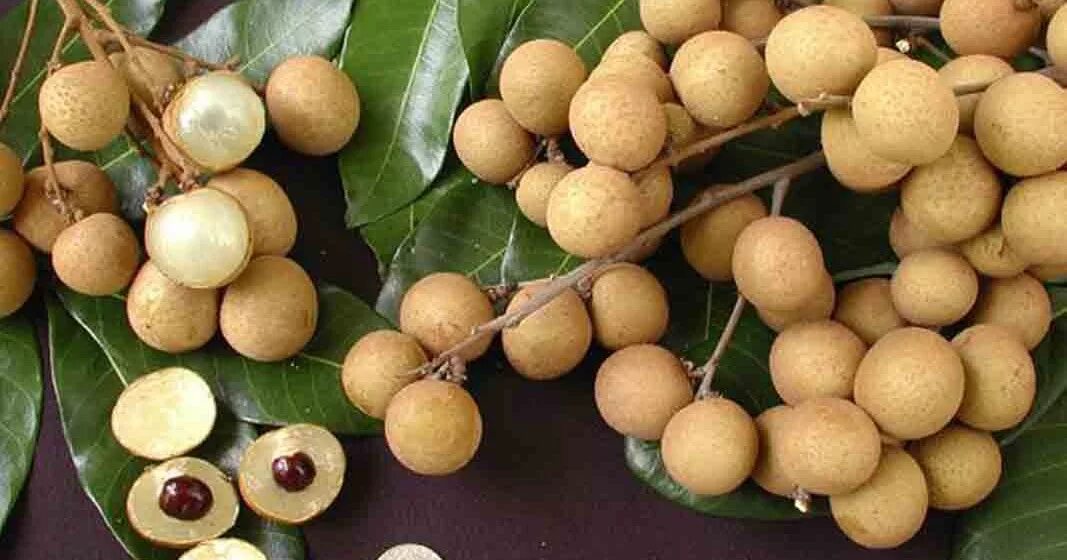 Как вырастить семена личи. Лонган глаз дракона. лонган семена. лонган косточка. лонган бали.