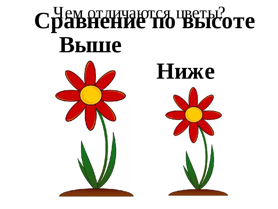 Высокий и низкий цветок. Понятие большой маленький для дошкольников. Сравнение по величине. Понятие высокий низкий дошкольникам.