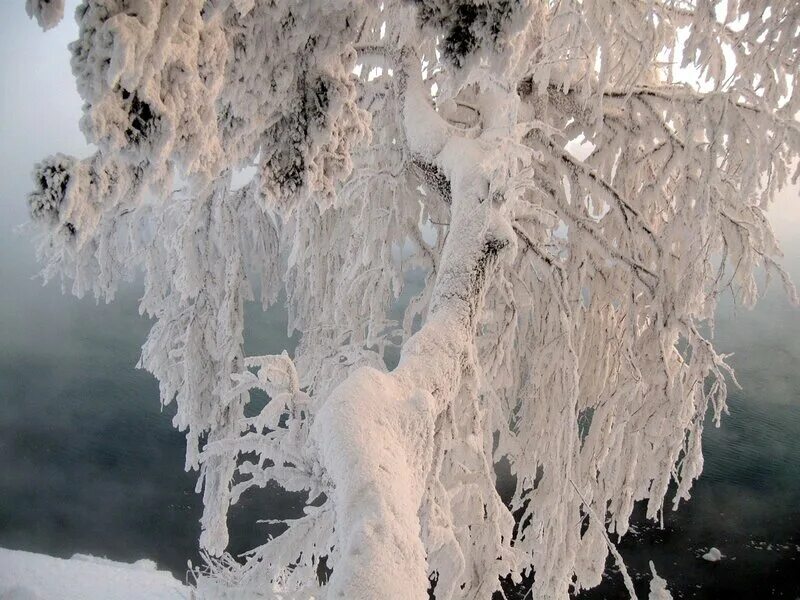 снежная бахрома на деревьях. снежная бахрома на деревьях. снежная кайма. иней на деревьях. хрустальные деревья зимой.