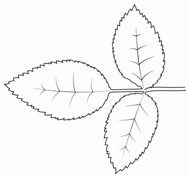 Рисунки листьев объемных. Лист розы трафарет. лист розы трафарет для вырезания. трафарет листьев розы. листик розы шаблон.