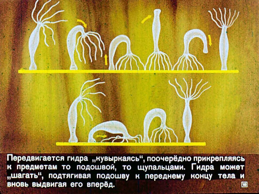 Передвижение кишечнополостных. Движение гидры пресноводной. передвижение гидры пресноводной. гидра кишечнополостные передвижение. гидра передвигается с помощью.