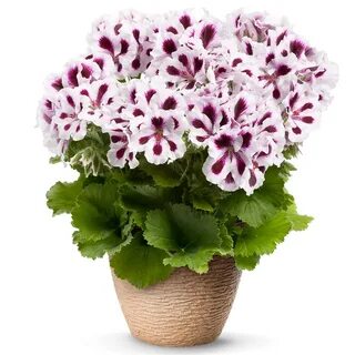 Пеларгония королевская семена