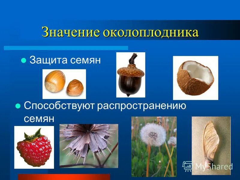 что защищает семена