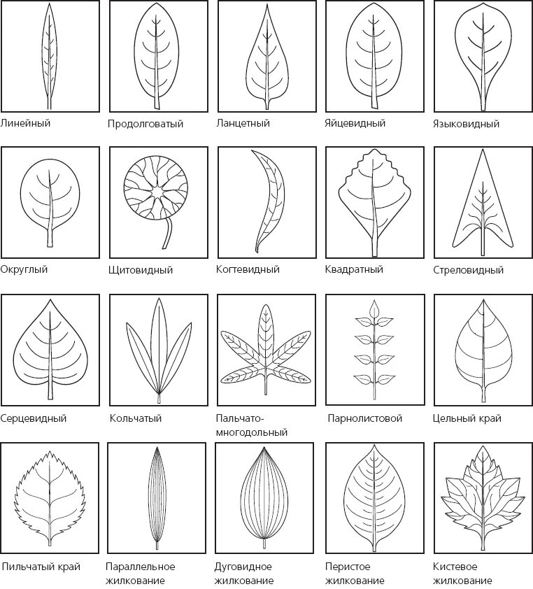 Линейная форма листьев. Типы жилкования листовой пластинки. Параллельное жилкование листовой пластинки. Перисто краевое жилкование. Перисто краевое жилкование листа.