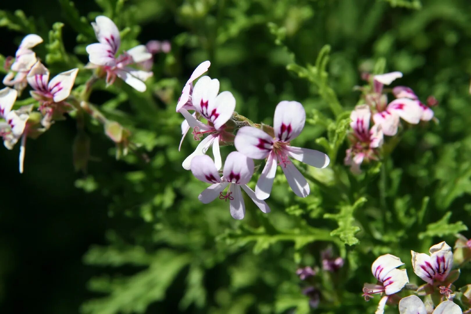 Душистая пеларгония Radens. Пеларгония Radens Pink. Пеларгония p Mutans. (Pelargonium crassicaule). Российские герани