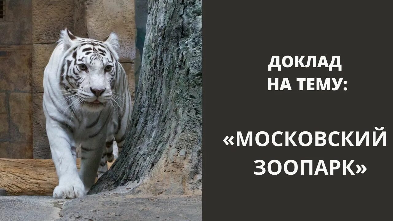 Зоопарк сообщение 2 класс. Московский зоопарк. зоопарк москвы 2 класс окружающий мир. зоопарк москва 2 класс окружающий. московский зоопарк сообщение.