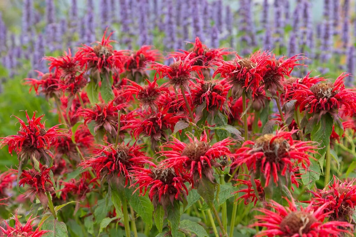 ли монарда. монарда двойчатая бергамот. ли монарда. рута монарда. ли монарда.