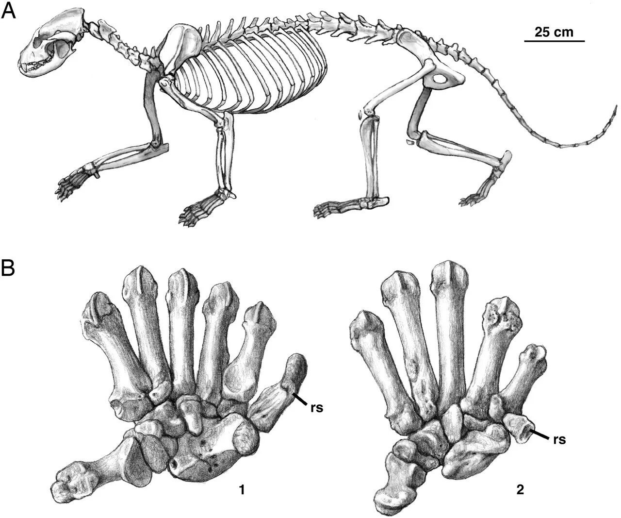 Строение енота полоскуна анатомия. Енот полоскун строение скелет. Скелет лапы. Скелет енота.