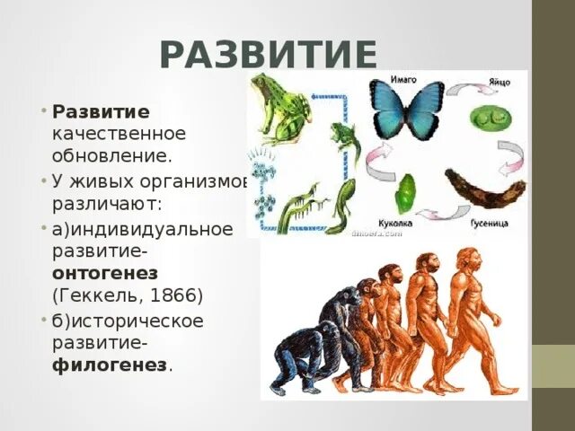 Филогенез это в биологии. Филогенез Эволюция. Филогенез это процесс. Филогенез это в биологии кратко.