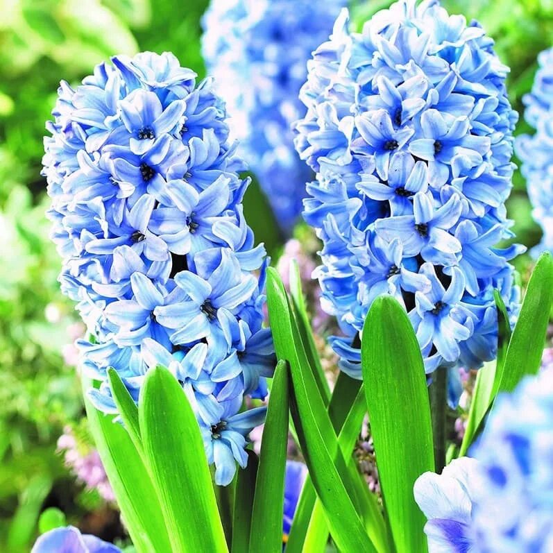 Гиацинт картинки. Гиацинт делфт блю. гиацинт delft blue. гиацинт блу айз. гиацинт блю сапфир.