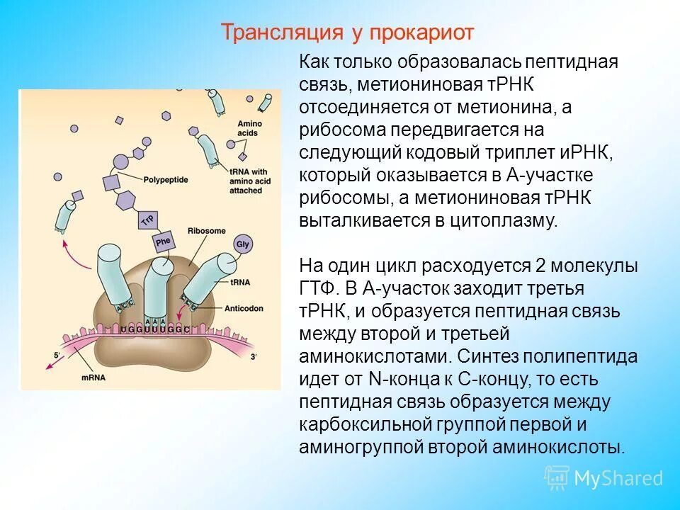 биосинтез белка схема инициация элонгация терминация. схема элонгации трансляции биохимия. элонгация полипептидной цепи. строение рибосомы активные центры. биосинтез белка транскрипция процессинг.