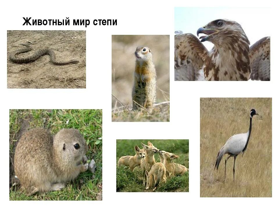 К животному миру степей относятся. Животные степи. Животный мир степи в России. Животные зоны степей. Степные животные России.