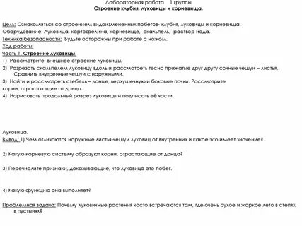 Строение луковицы вывод