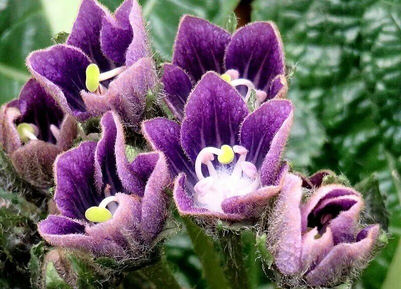 Мандрагора пасленовые. Мандрагора растение. Мандрагора растение. Мандрагора лекарственное растение. Мандрагора ведьмин цветок.