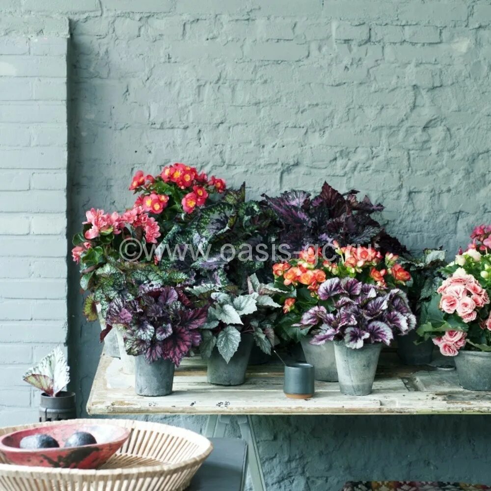 Эстамп на стене в кашпо цветы резеды. Эстамп на стене в кашпо цветы резеды. Эстамп на стене в кашпо цветы резеды. Натюрморт с цветком в горшке. Живопись в стиле прованс.