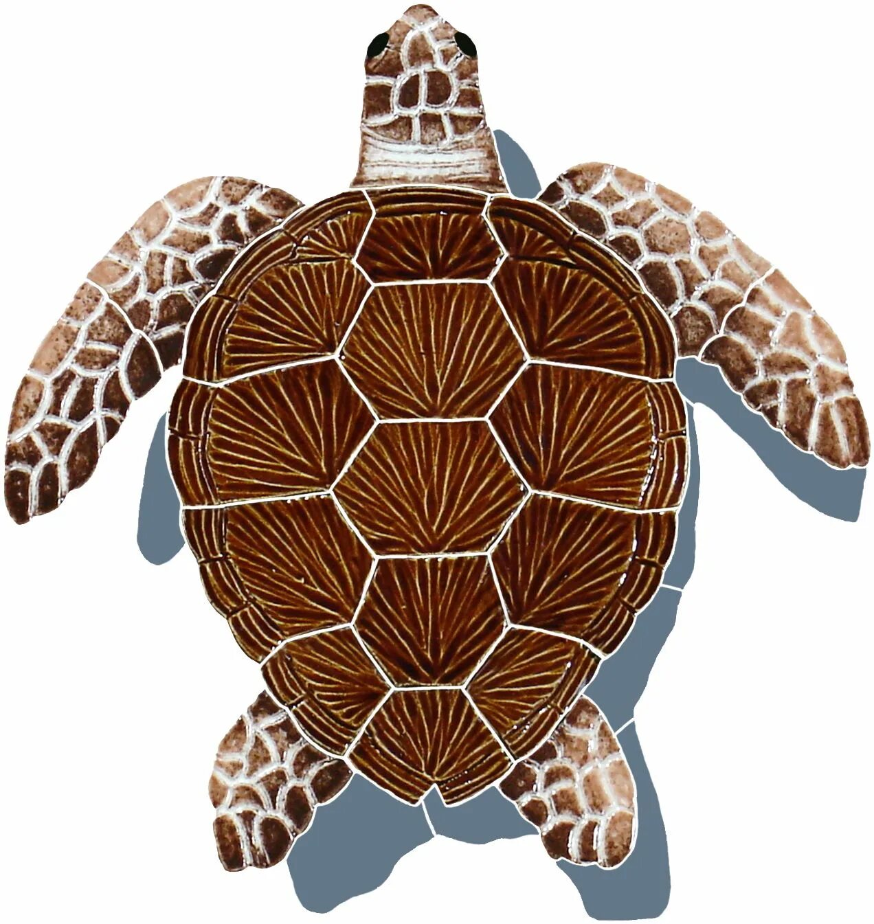 Черепаха форма. Панцирь морской черепахи. Черепаха панцирь узор снизу. Черепаха вид сверху.