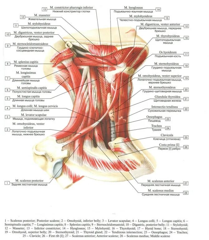 Передние лестничные мышцы шеи анатомия. Передняя средняя и задняя лестничные мышцы. Передняя лестничная мышца шеи анатомия. Передняя лестничная мышца шеи латынь.