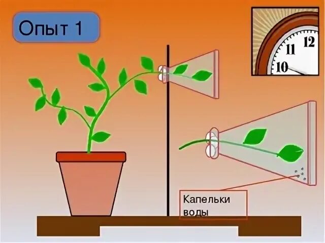 Опыт транспирация растений