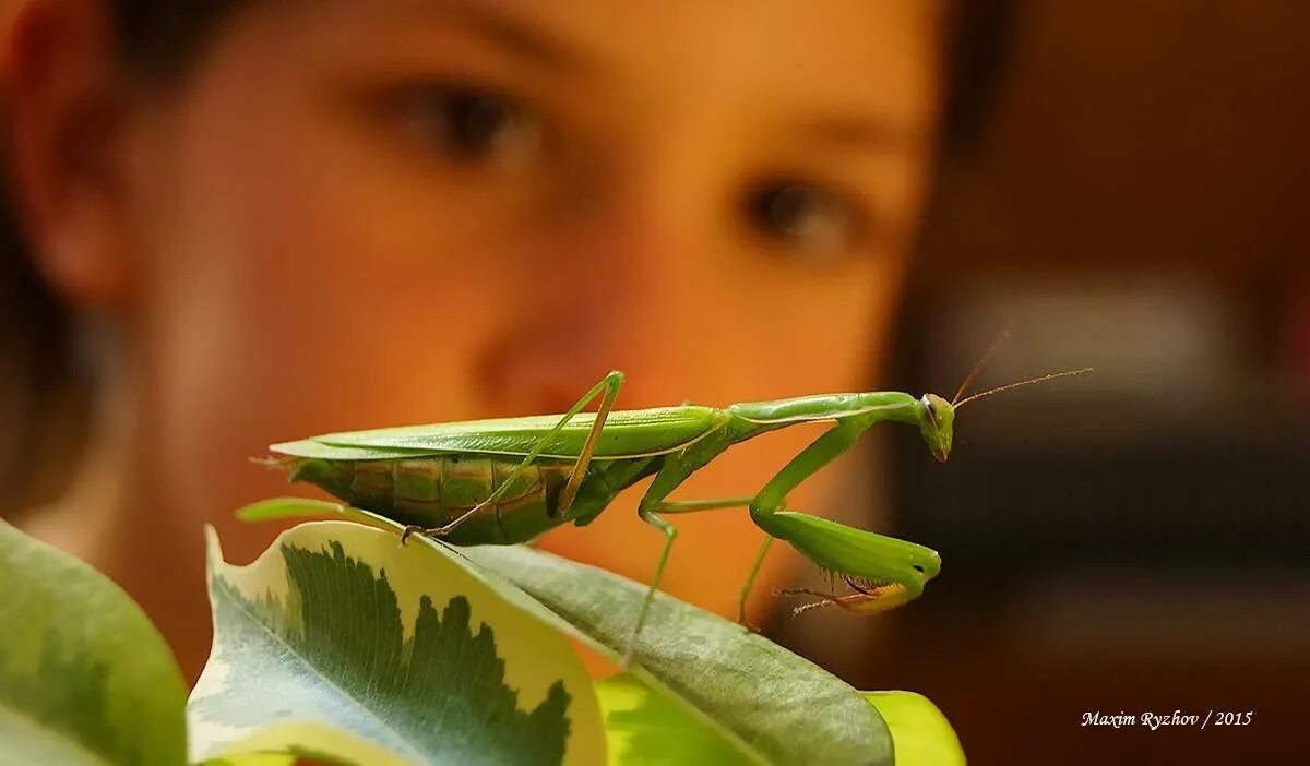 Отряд богомоловые (mantoptera). Ютуб богомолы. Мадагаскарский богомол. Бушменский кузнечик богомол. Praying mantis насекомое.