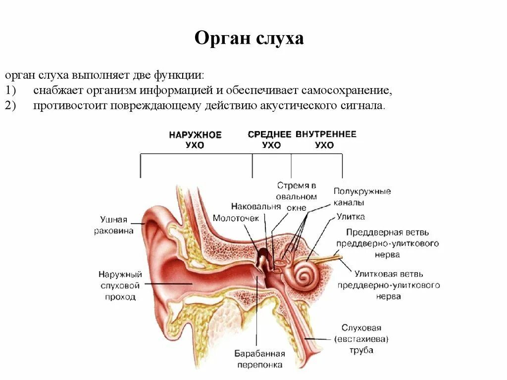 Слуховой анализатор строение и функции физиология. Строение слухового отдела уха слуховой анализатор. Строение строение слухового анализатора. Отделы и структуры слухового анализатора.