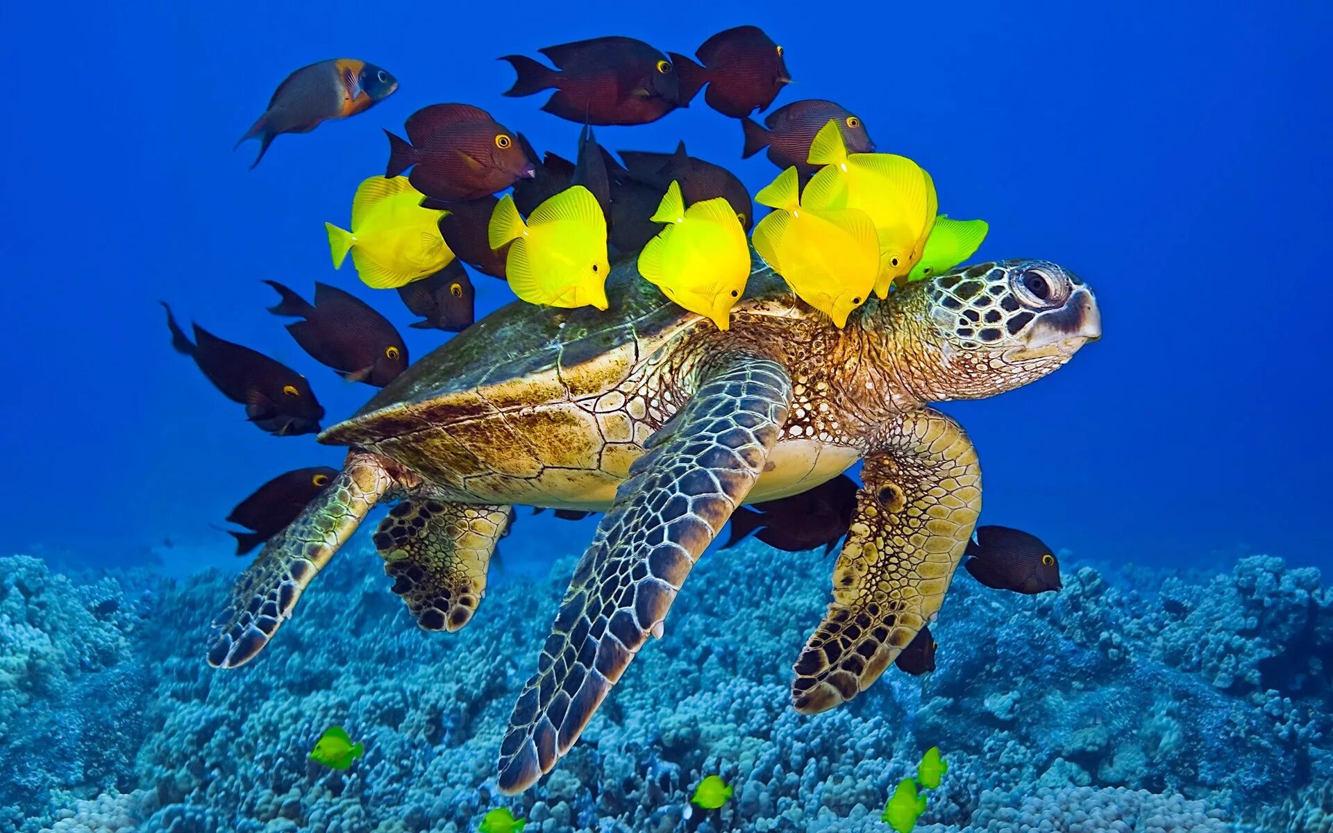 Морские обитатели морская черепаха. Черепаший риф Мальдивы. Черепаха Каретта-Каретта. Морская черепаха индийского океана. Морские черепахи Тихого океана.
