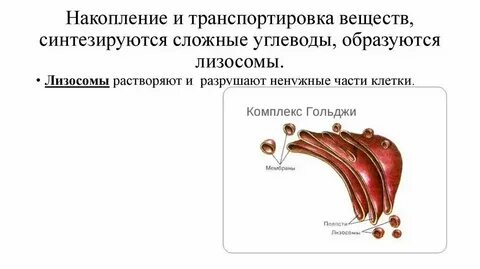Накопление синтез упаковка органических веществ