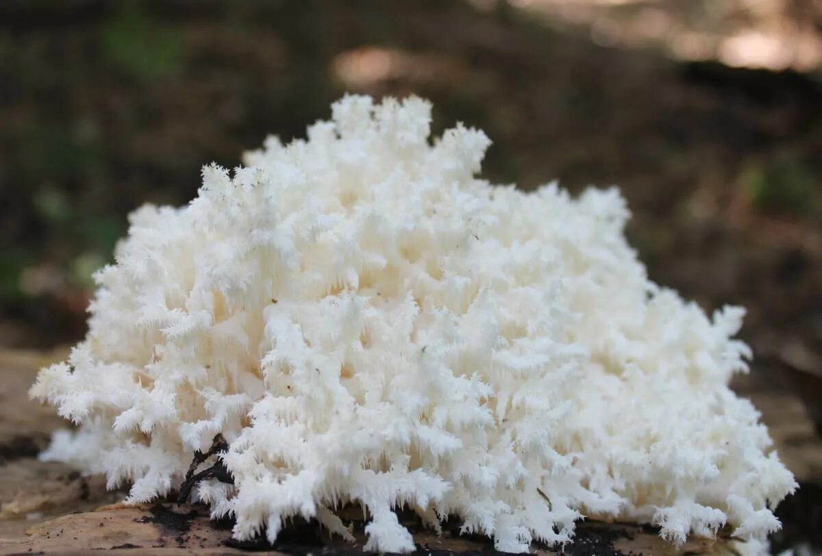 Где находится морской гриб. Ежовик коралловидный-гериций.. Ежовик коралловый гриб. Гриб ежевик коралловидный. Ежовик белый коралловидный.