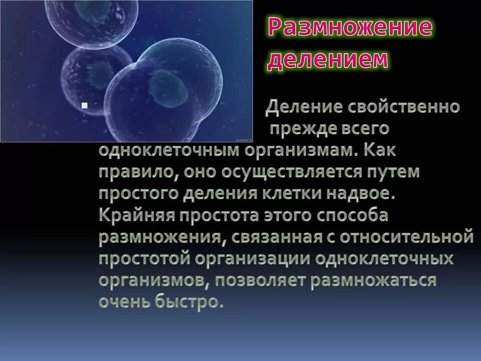 Размножение делением. Размножение человека делением. Болезни связанные с размножением. Кратия - деление - размножение. С помощью деления размножаются