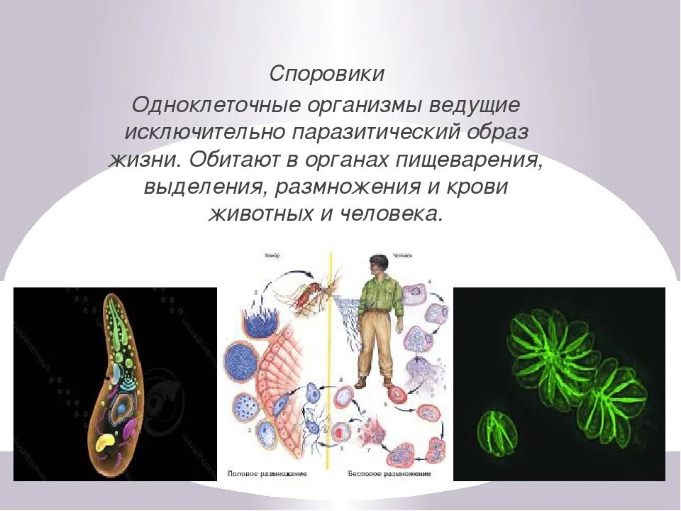 Паразитический стиль жизни