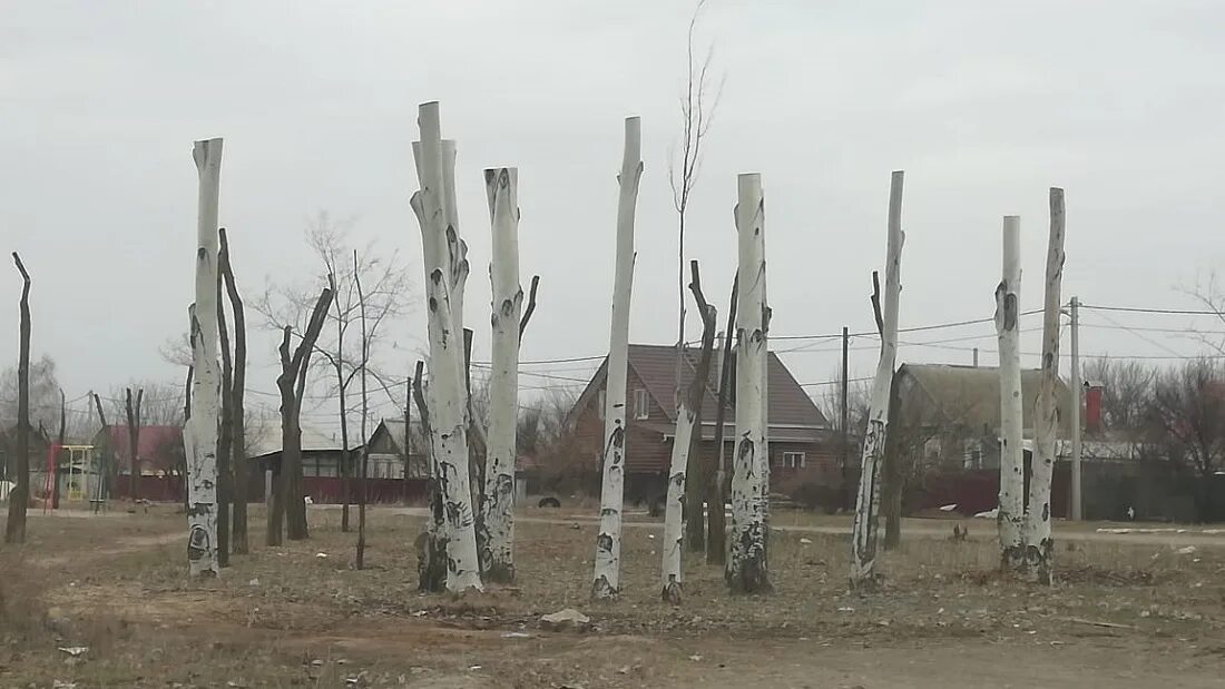 Кронирование это. Обрезанные деревья в городе. Тополь обрезанный. Кронирование тополей. Обрубленное дерево.