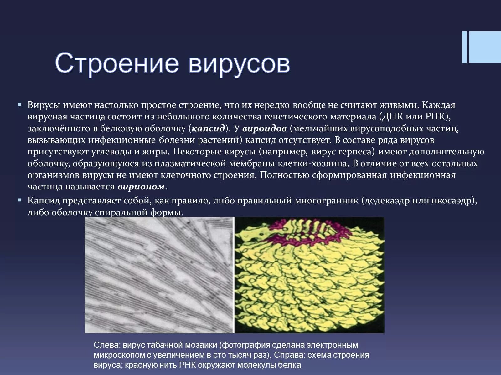 Каким основным свойством не обладают вирусы отсутствие. Неклеточное строение вирусов. Вирусы неклеточные формы жизни презентация. Неклеточные организмы вирусы. Строение вируса.