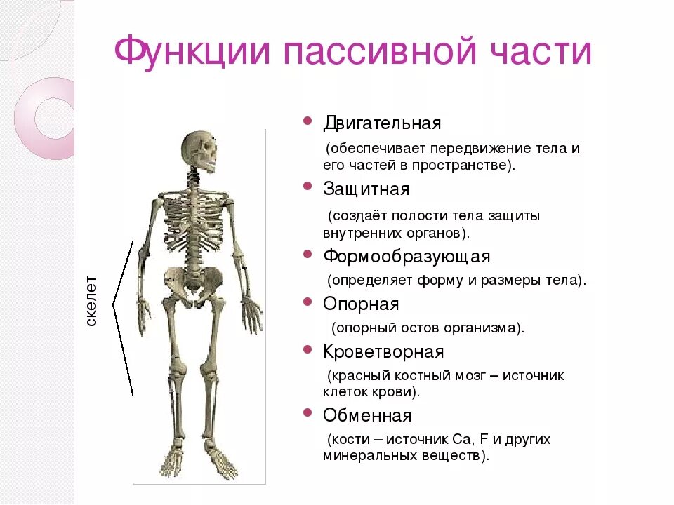 Пассивная часть опорно двигательной. Активная и пассивная часть скелета. Функции пассивной части опорно-двигательной. Опора и движение. Опора тела и движения человека.