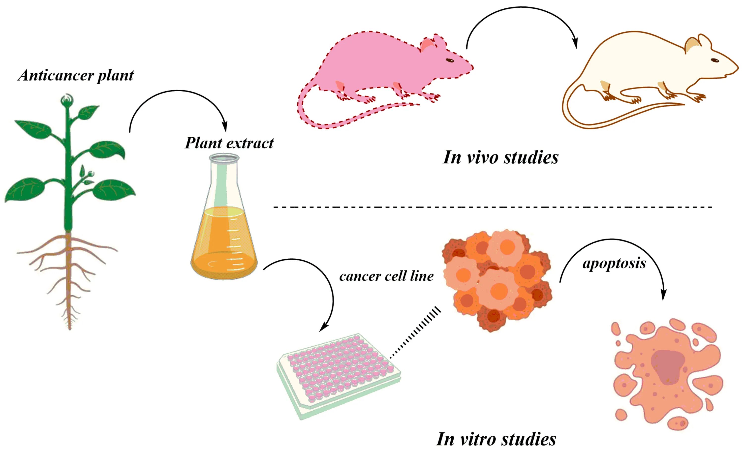 Культуры клеток in vivo, in vitro иммунология. Методы in vivo. Опыты in vivo. In vivo и in vitro что это такое.