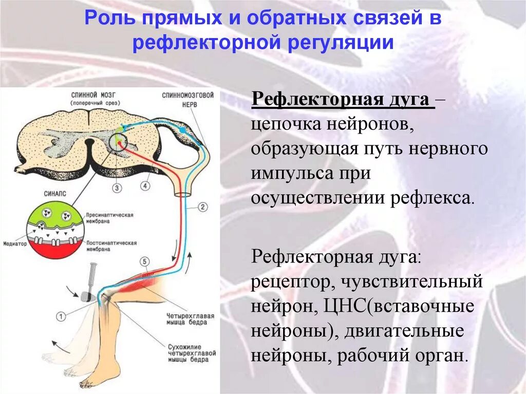 Рефлекторная дуга спинного мозга анатомия. Нервная регуляция схема рефлекторной дуги. Строение рефлекторной системы. Рефлекторная регуляция 8 класс биология конспект.