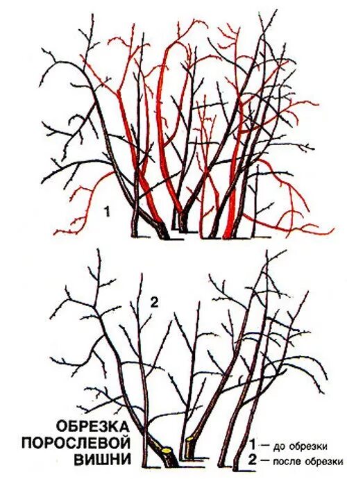 Обрезка вишни весной для начинающих в картинках. Обрезка войлочной вишни весной. Правильная обрезка вишни весной. Обрезка порослевой вишни. Обрезка войлочной вишни весной схема.