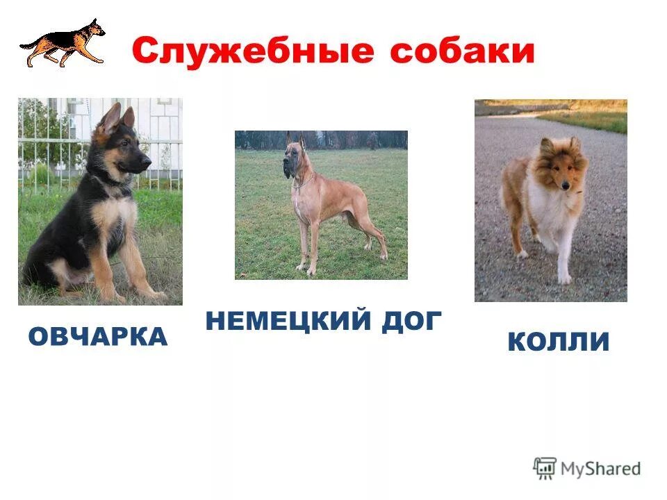 Служебная собака какая