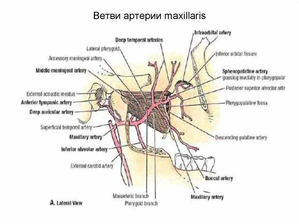 A maxillaris. Arteria maxillaris и ее ветви. A. maxillaris – верхнечелюстная артерия. Ветви a maxillaris схема. Отделы артерии максилярис.