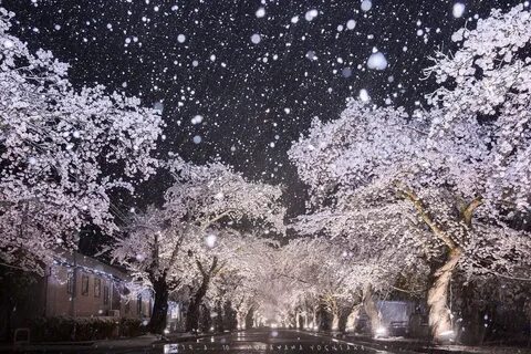 Снежная сакура