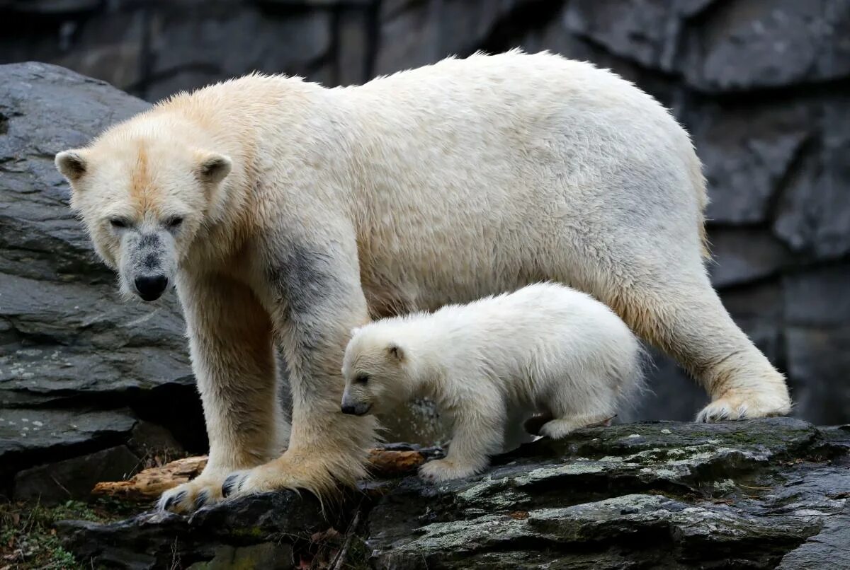 Берлинский зоопарк белый медведь. Умка в берлинском зоопарке. Умка в берлинском зоопарке. Медведи в берлинском зоопарке. Берлинский зоопарк животные.