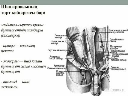 Ер адамның сперматозоидтары қалың болса