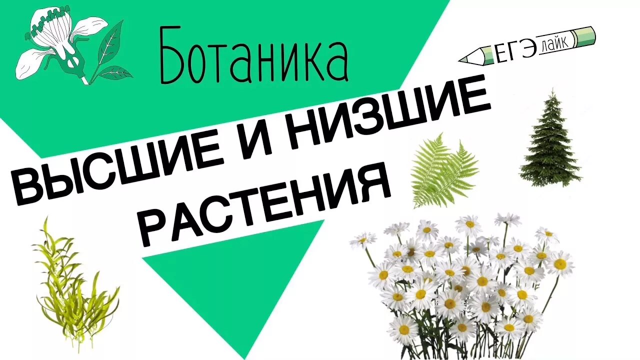 Ботаника ЕГЭ биология. Шпаргалки по ботанике. Ботаника для ЕГЭ по биологии. Растения ботаника ЕГЭ. Ботаника хочет