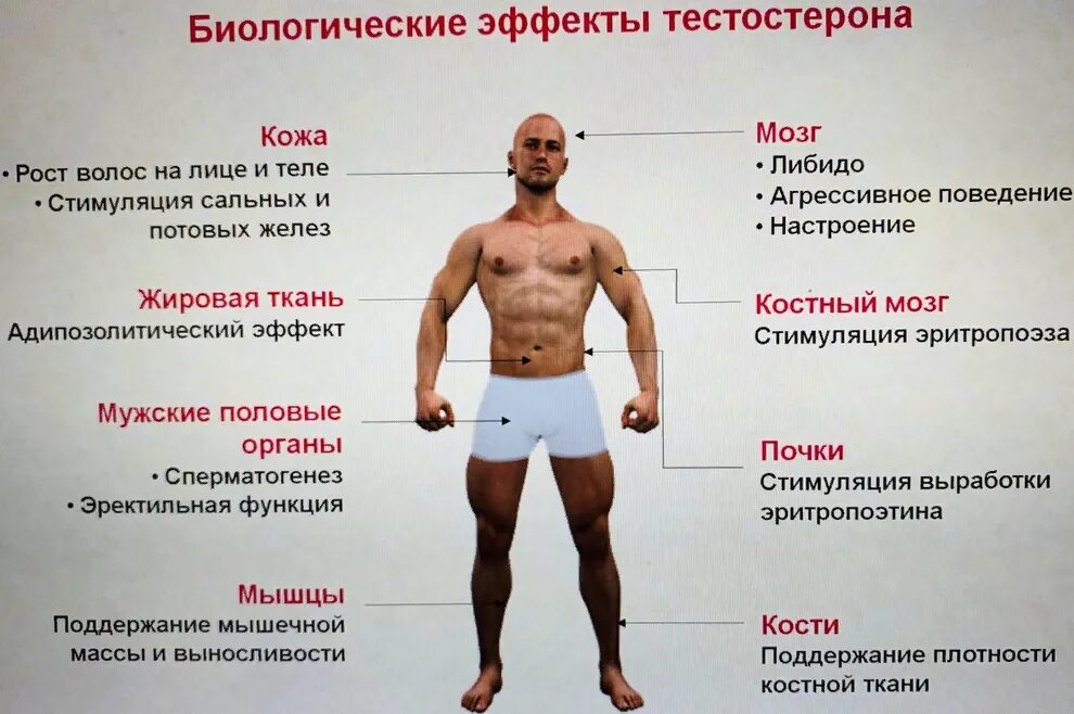 Повышается ли тестостерон. Тестостерон. симптомы низкого тестостерона. показатели высокого тестостерона у мужчин. повышенным уровнем тестостерона.