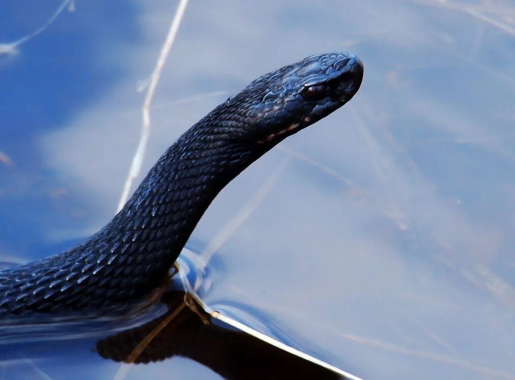 Голубая куфия гадюка. Озерная гадюка. Гадюка Никольского (Vipera nikolskii). Гадюка водоплавающая.