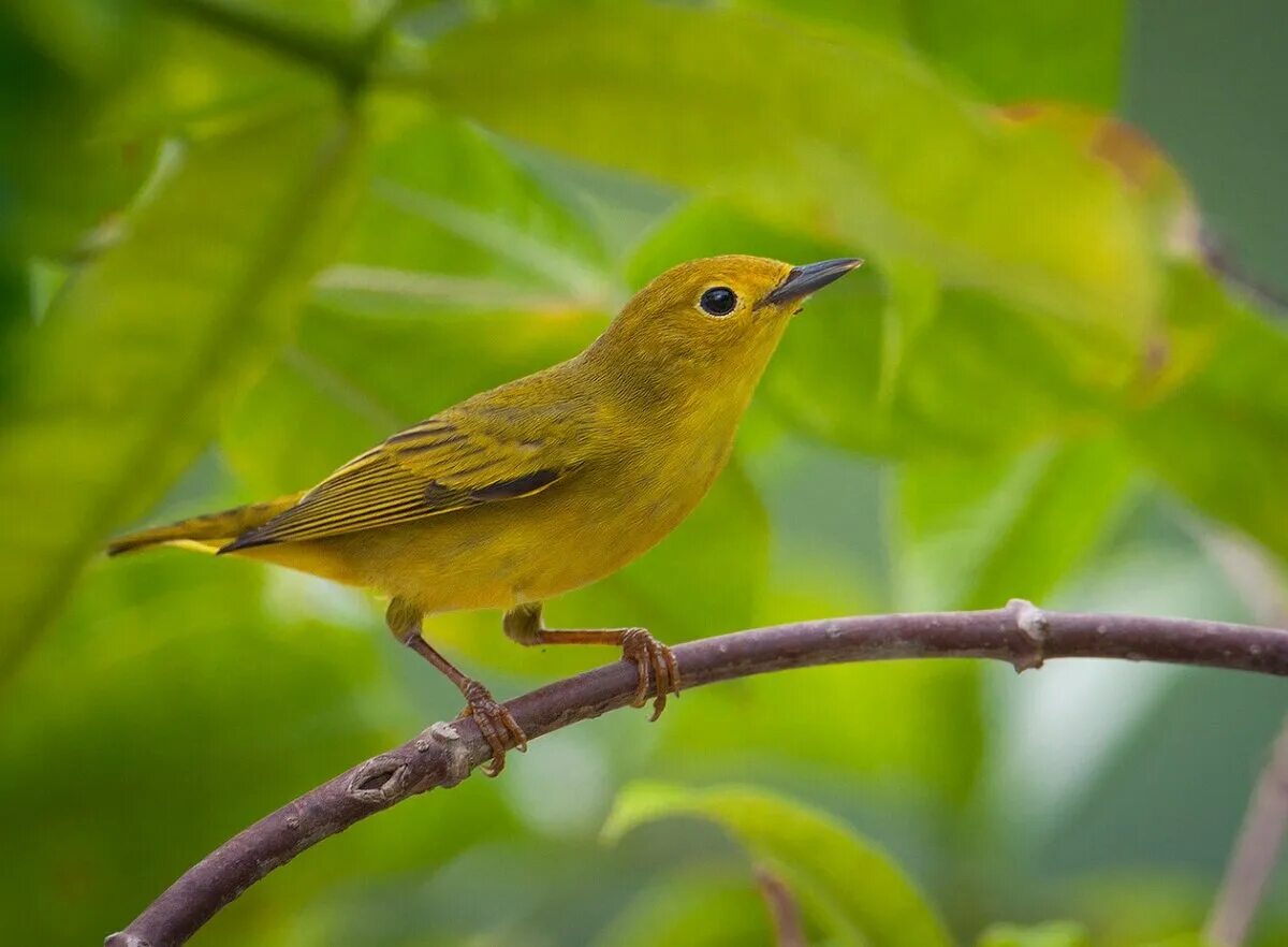 Желтый соловей. Синица зеленушка. Yellow warbler птица. Желтая древесница птица. Птичка с желтенькой грудкой маленькая.