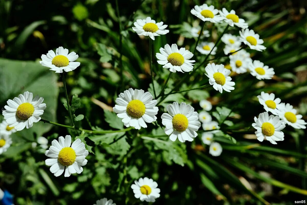 ромашка цветы. ромашка цветы. ромашка три цветка. полевые ромашки. ромашки для елены.